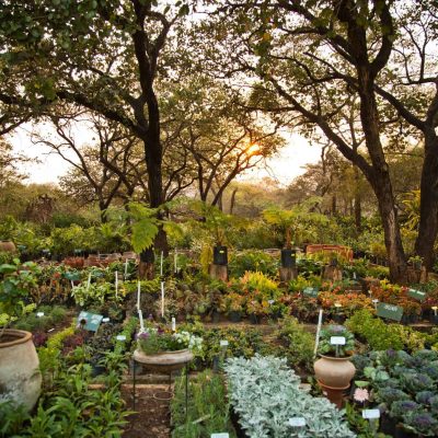 Outside Permaculture Garden Sunset