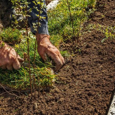 Homme posant le gazon pour la nouvelle pelouse de jardin